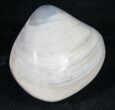 Polished Fossil Clam - Medium Size #9538-1